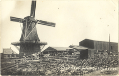 foto-18184 Groentenmarkt. Wijdenes., 1926