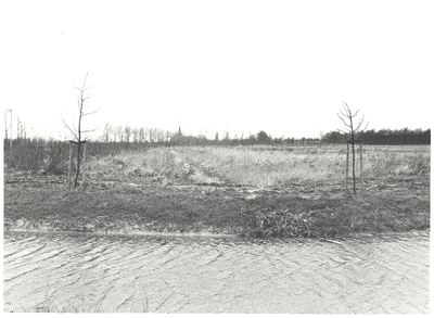 foto-14296 Aangelegd bos in de Blokweer te Westerblokker, 1988
