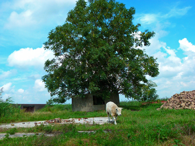 61 Barsingerhorn - Bouwvallen Westfriesland